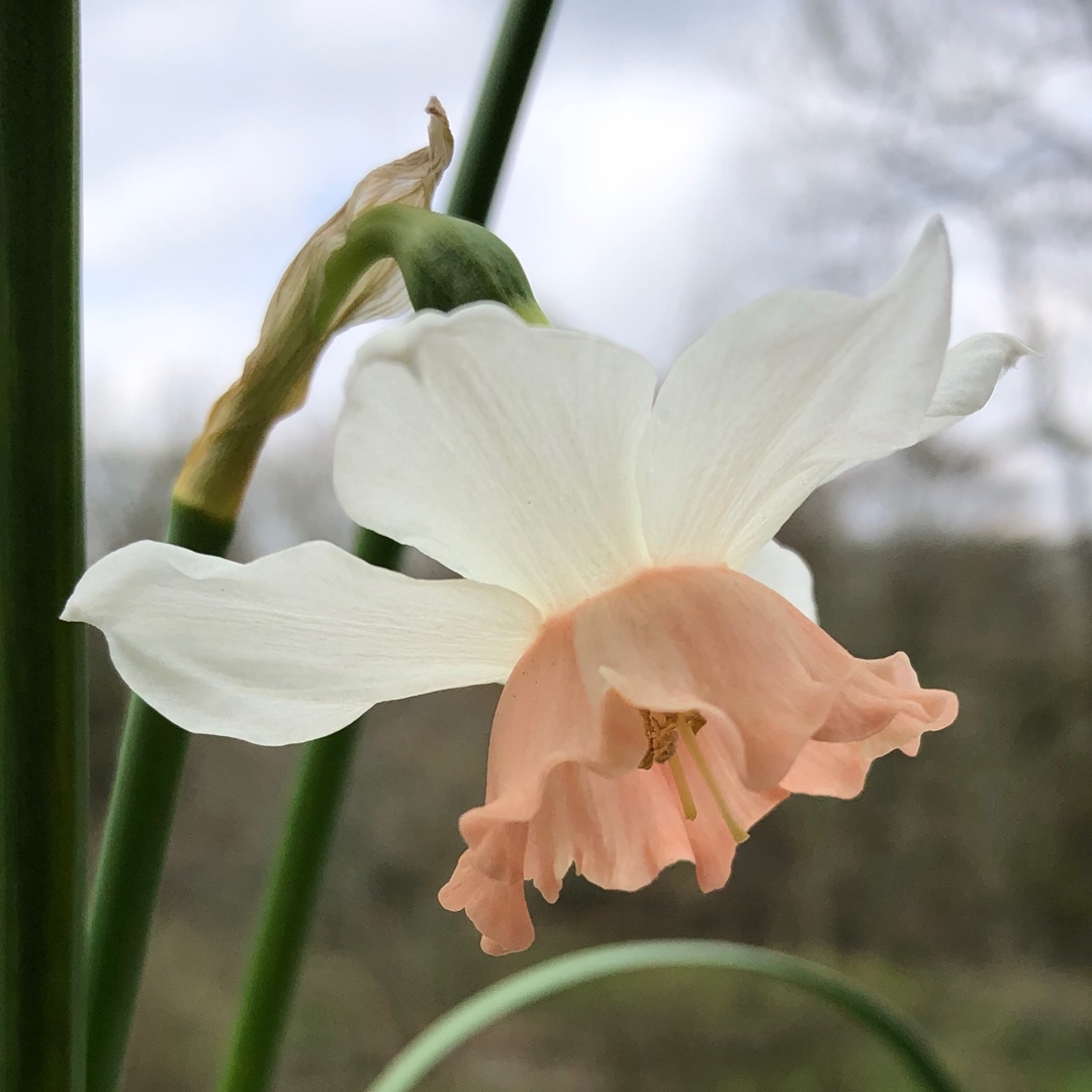 Narcissus Katie Heath in the GardenTags plant encyclopedia Daffodil Katie Heath (Triandrus) in the GardenTags plant encyclopedia