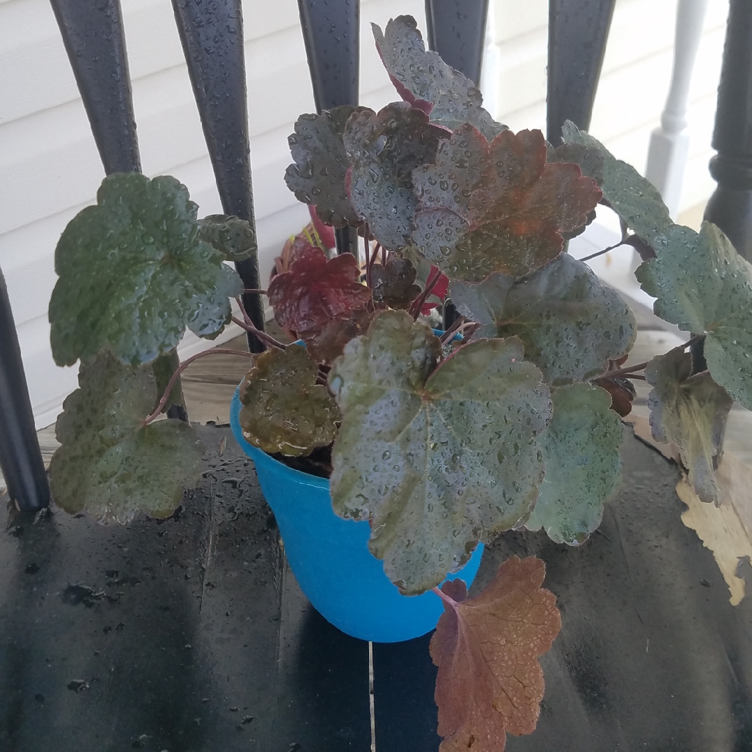 Heuchera Carnival Black Olive (Carnival Series) in the GardenTags plant encyclopedia Alumroot Carnival Black Olive in the GardenTags plant encyclopedia