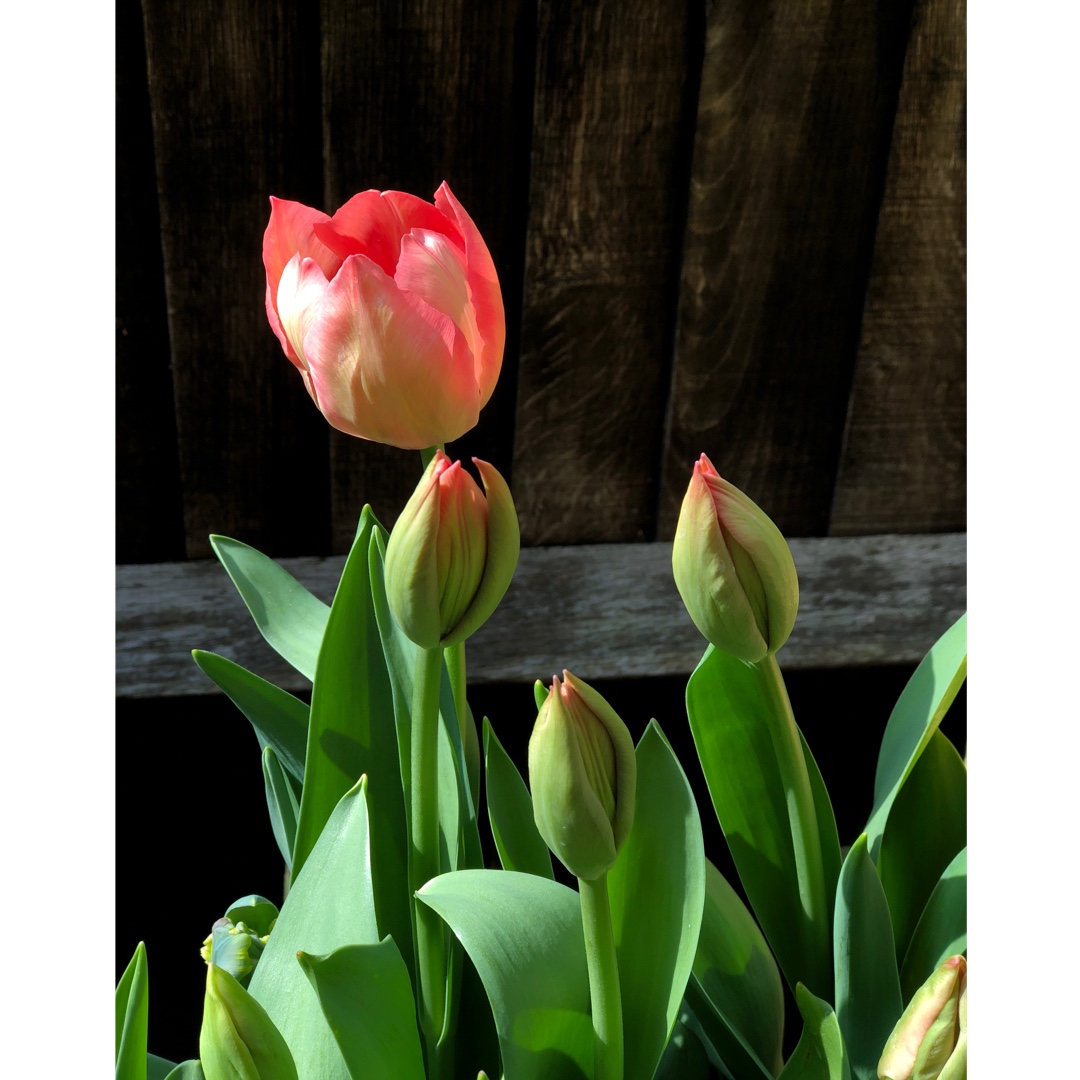 Tulipa Salmon van Eijk in the GardenTags plant encyclopedia Tulip Salmon van Eijk (Darwin Hybrid) in the GardenTags plant encyclopedia