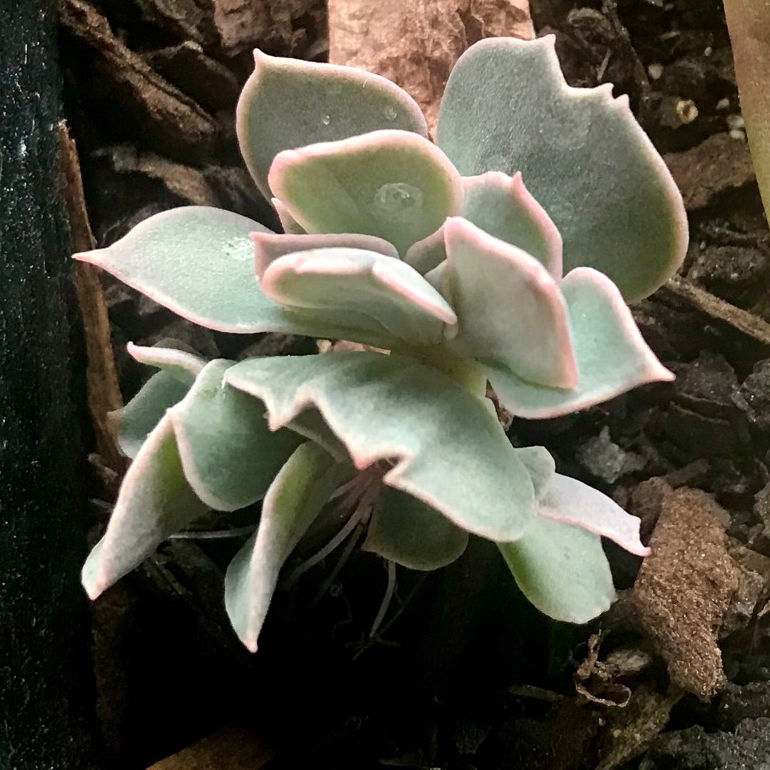 Echeveria Linda Jean Cristata in the GardenTags plant encyclopedia Echeveria Linda Jean Crested Form in the GardenTags plant encyclopedia