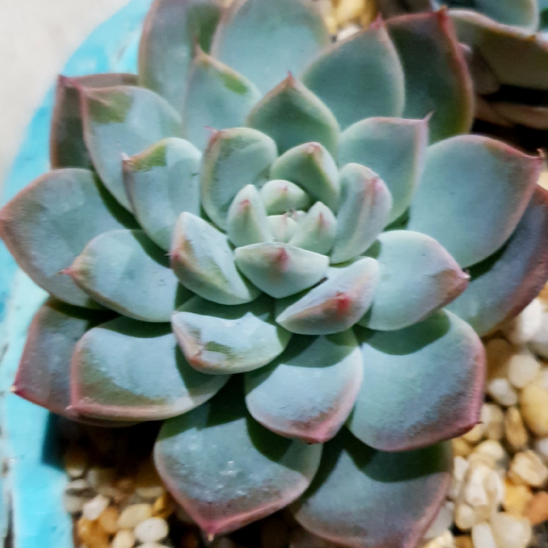 Echeveria Alba Beauty in the GardenTags plant encyclopedia Echeveria Alba Beauty in the GardenTags plant encyclopedia