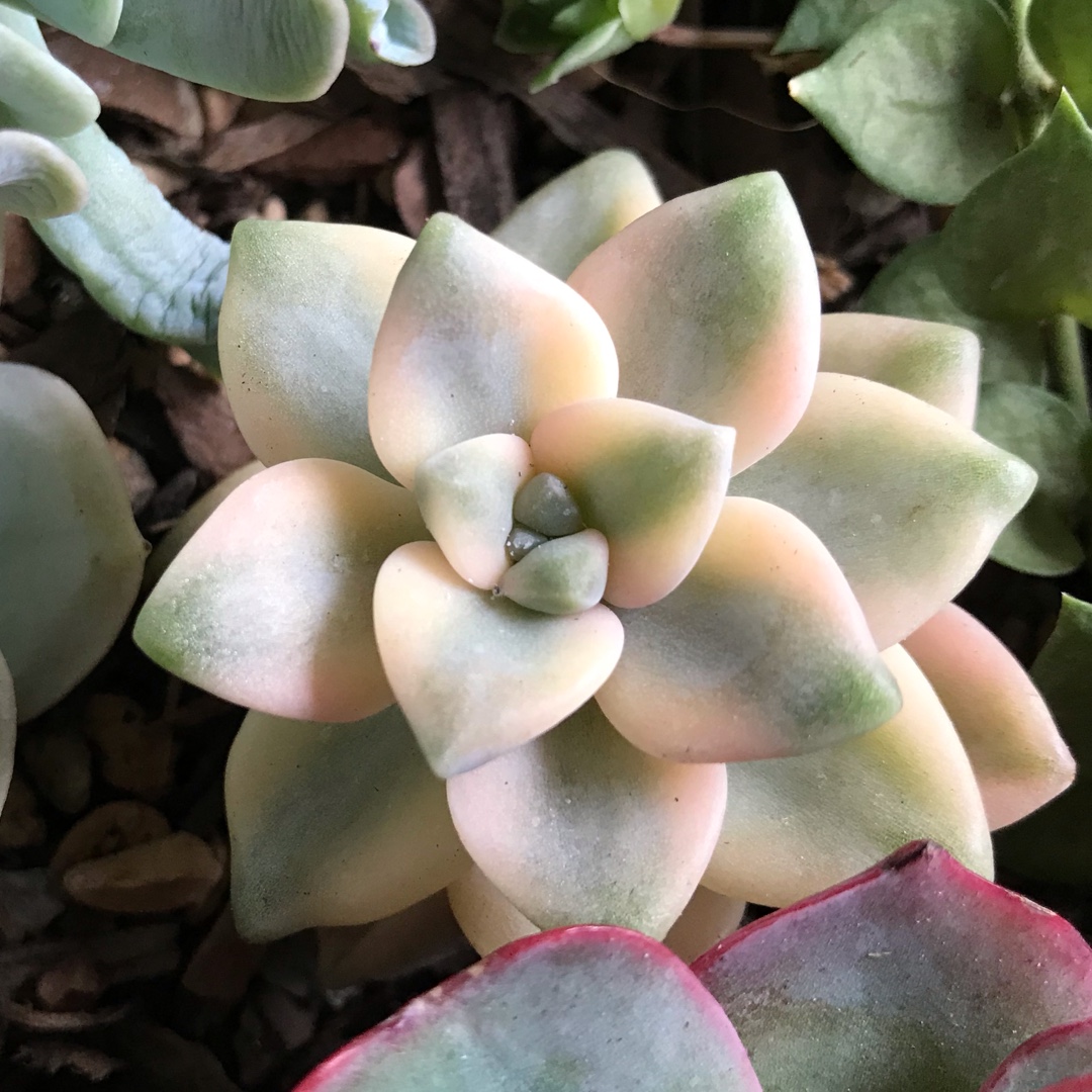 xGraptoveria Titubans Variegata in the GardenTags plant encyclopedia Graptoveria Titubans Variegated in the GardenTags plant encyclopedia