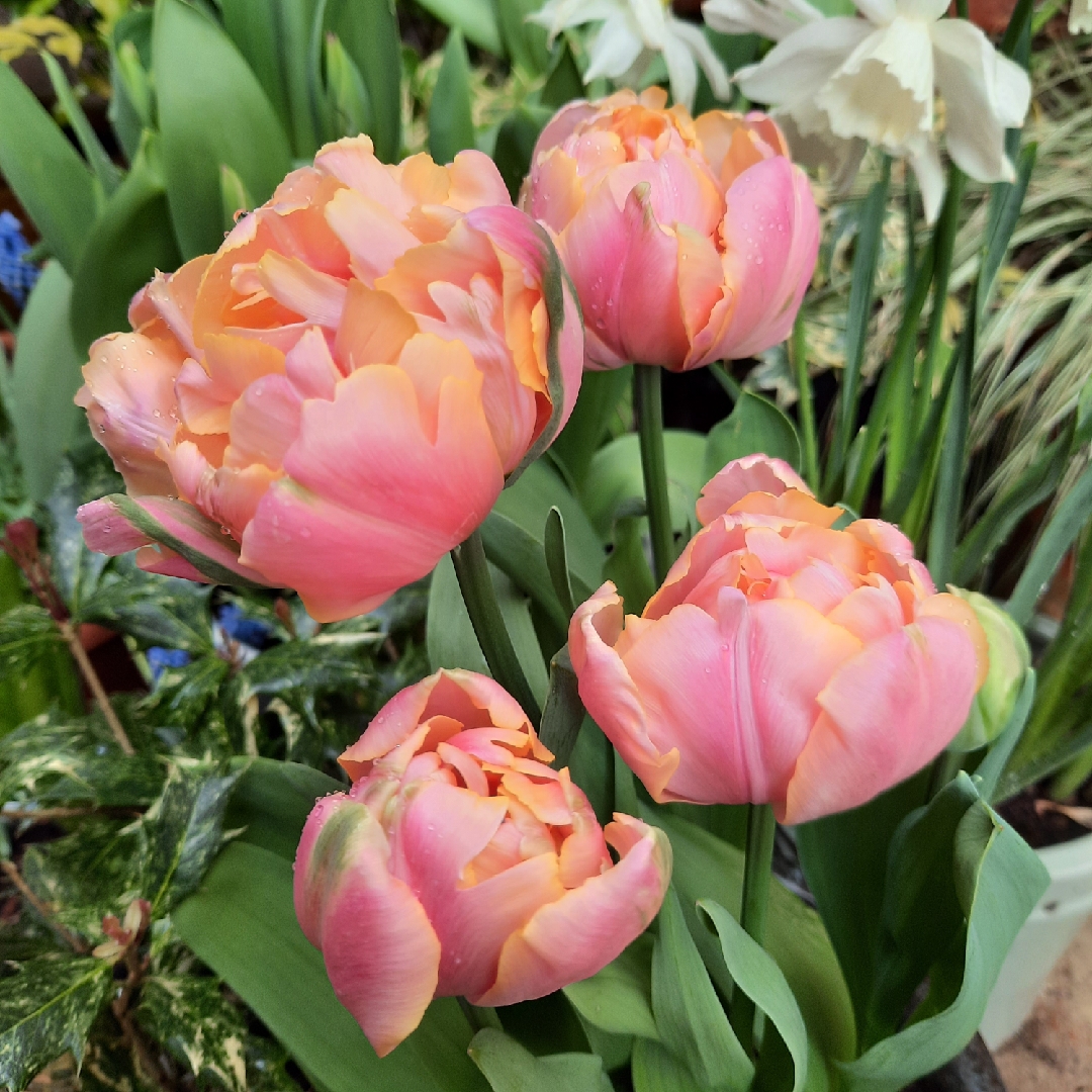 Tulipa Pink Star in the GardenTags plant encyclopedia Tulip Pink Star (Double Late) in the GardenTags plant encyclopedia