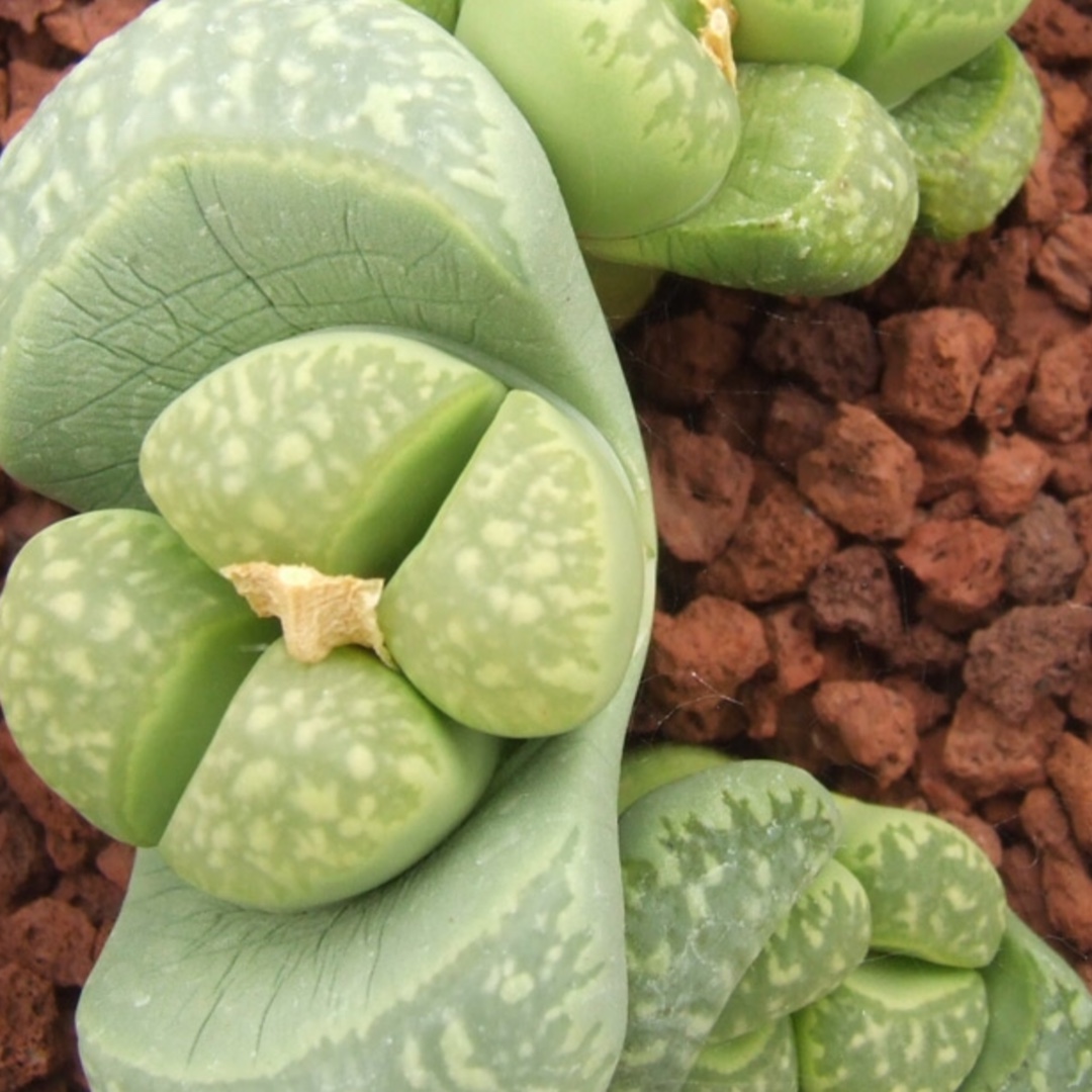 Lithops Marmorata in the GardenTags plant encyclopedia Living Stones Polepsky Smaragd in the GardenTags plant encyclopedia