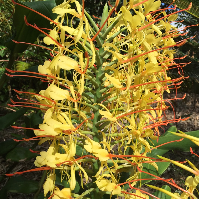Kahli Ginger Lily in the GardenTags plant encyclopedia