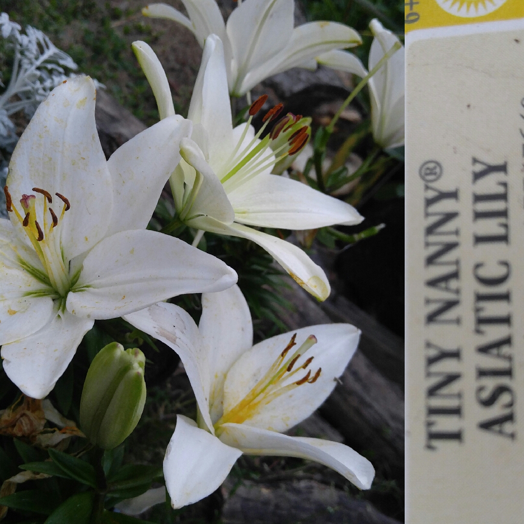 Lilium Tiny Nanny in the GardenTags plant encyclopedia Lily Tiny Nanny (Asiatic) in the GardenTags plant encyclopedia