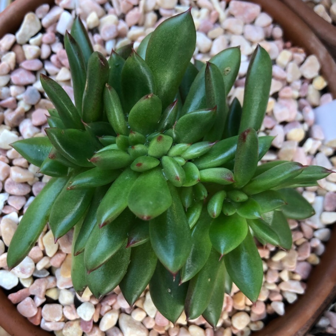 Echeveria Agavoides Cristata in the GardenTags plant encyclopedia Echeveria Agavoides Crested Form (Unknown Variety) in the GardenTags plant encyclopedia
