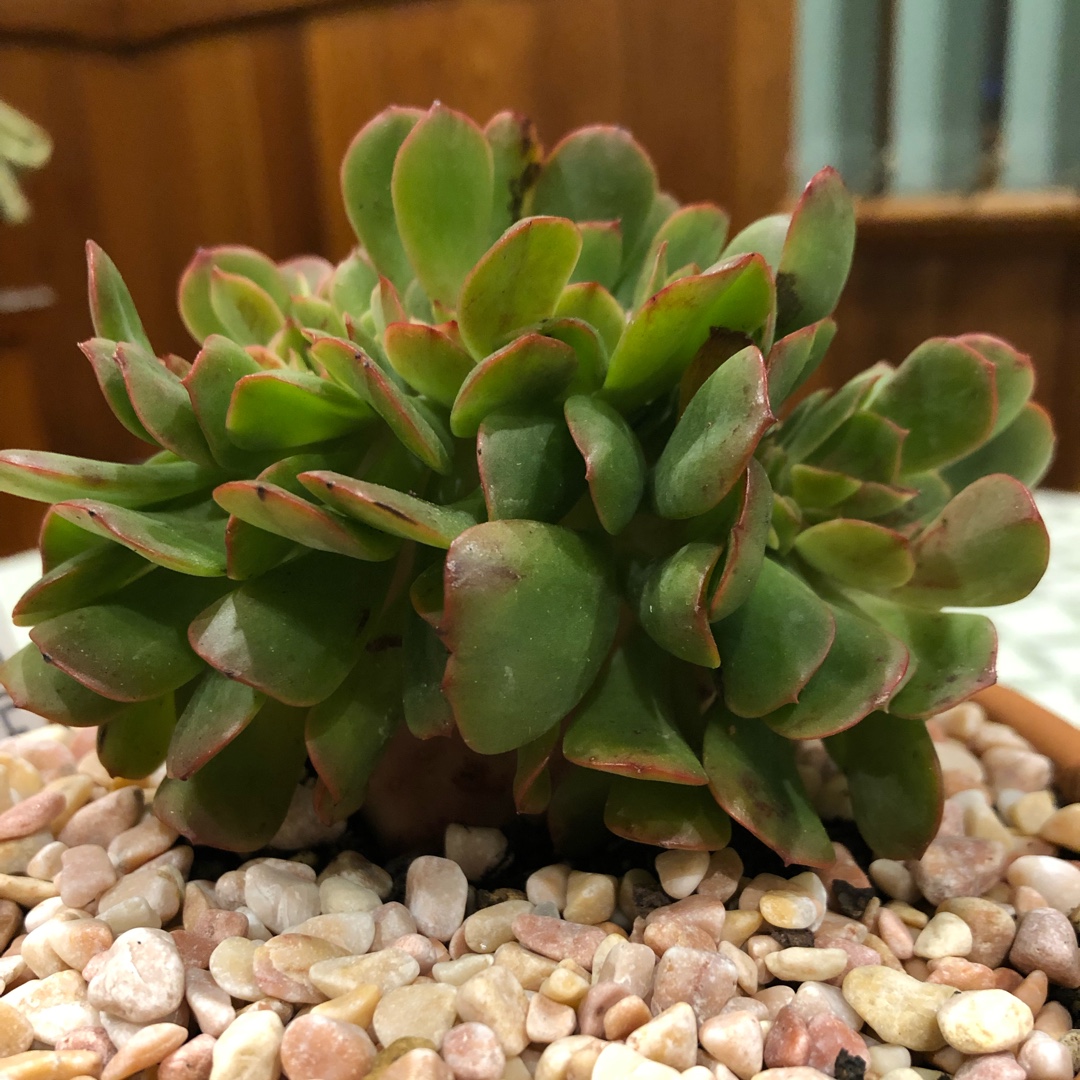 Echeveria Spectabilis Cristata in the GardenTags plant encyclopedia Echeveria Spectabilis Crested Form in the GardenTags plant encyclopedia
