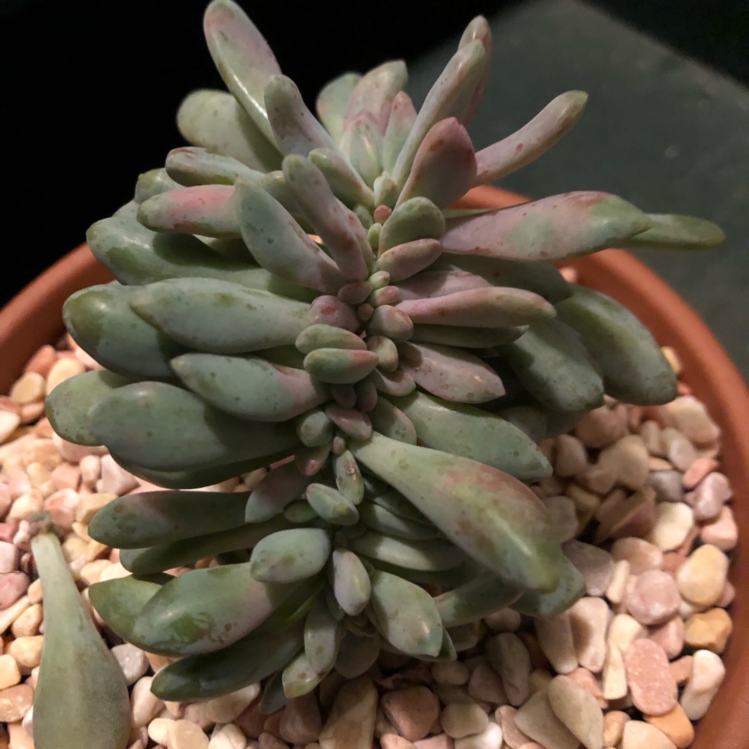 xGraptoveria Topsy Debbi Cristata in the GardenTags plant encyclopedia Graptoveria Lilac Spoons Crested Form in the GardenTags plant encyclopedia