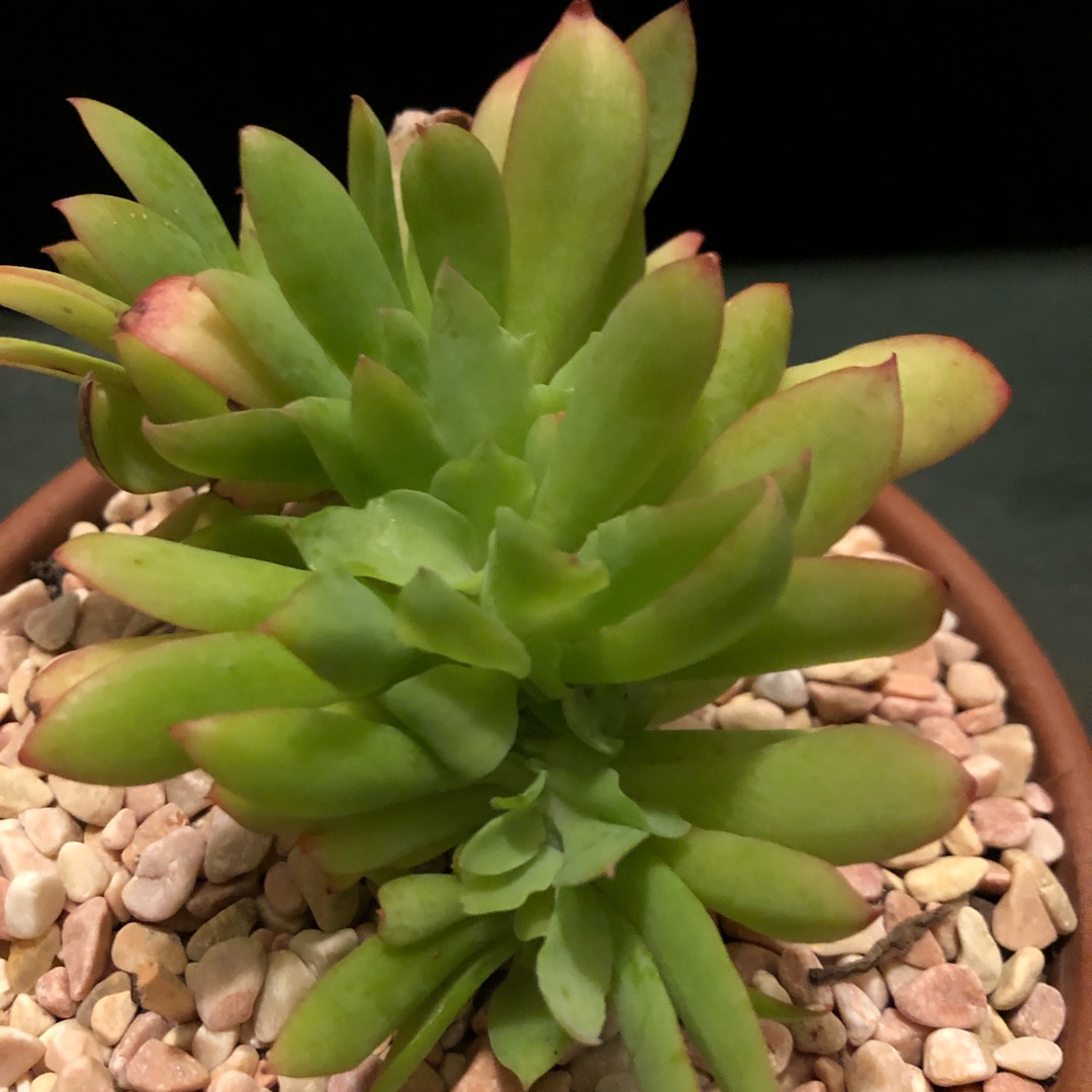 Echeveria Lemon Twist Cristata in the GardenTags plant encyclopedia Echeveria Lemon Twist Crested Form in the GardenTags plant encyclopedia