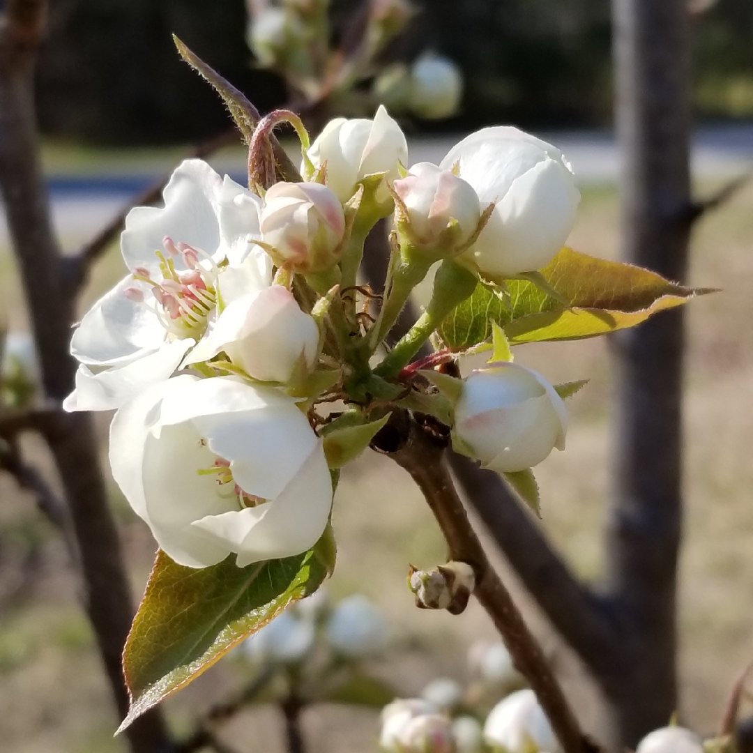 Pyrus communis Kieffer in the GardenTags plant encyclopedia Pear Kieffer in the GardenTags plant encyclopedia
