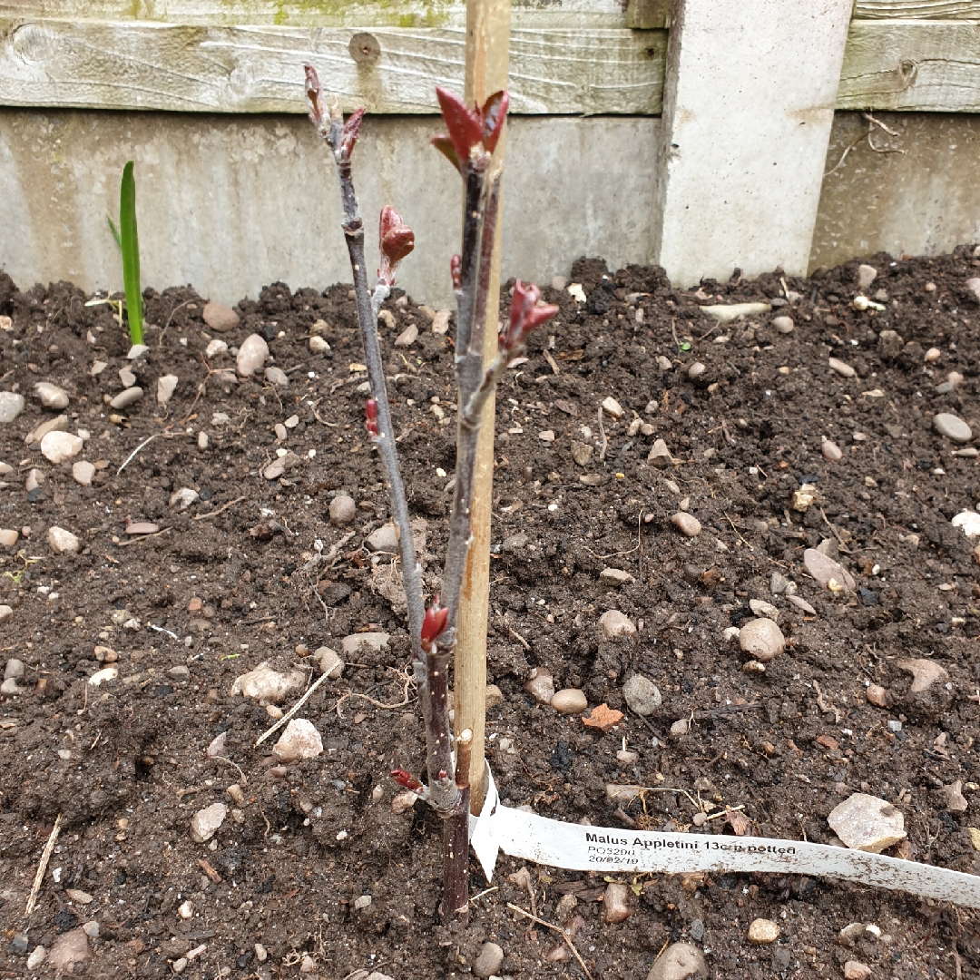 Malus Appletini in the GardenTags plant encyclopedia Apple Appletini in the GardenTags plant encyclopedia
