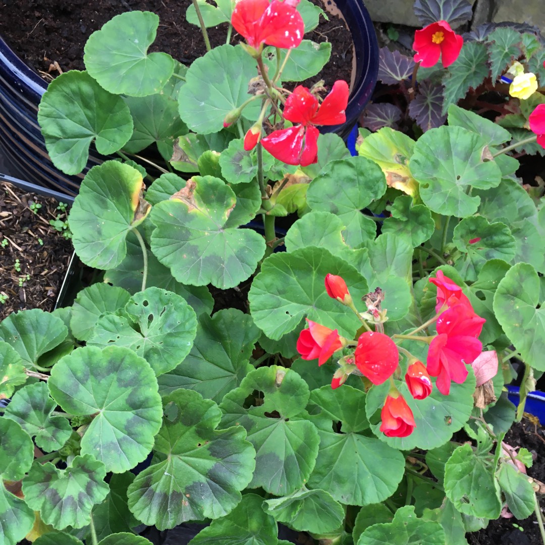 Pelargonium Grandeur Power Burgundy (Grandeur Power Series) in the GardenTags plant encyclopedia Pelargonium Grandeur Power Burgundy (Zonal) in the GardenTags plant encyclopedia