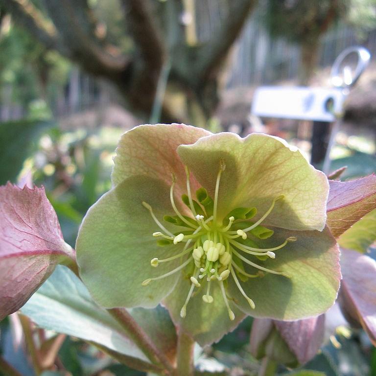 Helleborus x sternii Boughton Beauty in the GardenTags plant encyclopedia Hellebore Boughton Beauty in the GardenTags plant encyclopedia