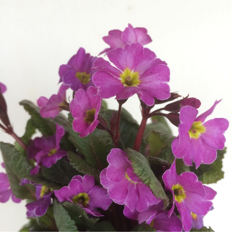 Primula Kennedy Irish series Glengarriff in the GardenTags plant encyclopedia Primrose Glengarriff in the GardenTags plant encyclopedia