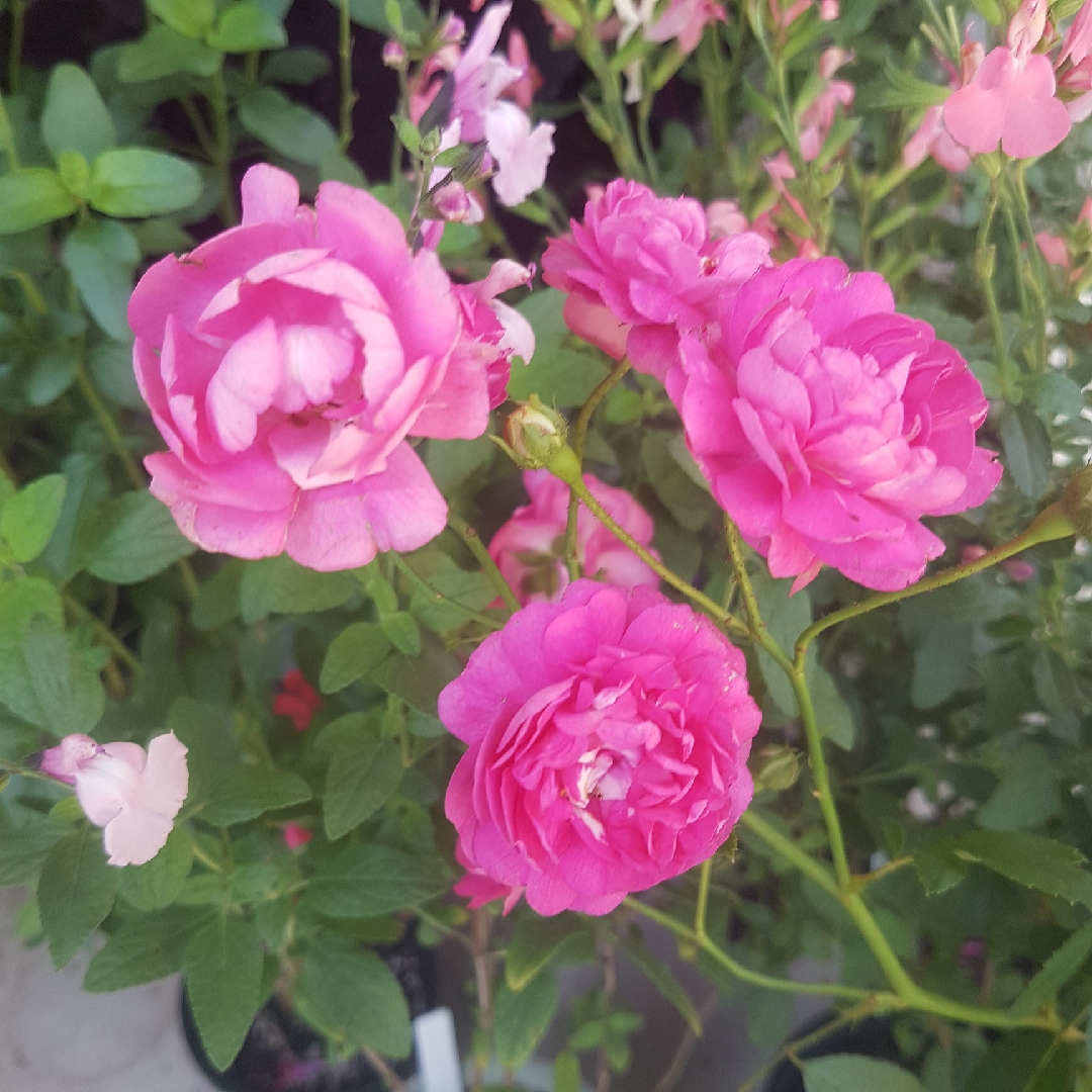 Rosa Cameo in the GardenTags plant encyclopedia Rose Cameo (Polyantha) in the GardenTags plant encyclopedia