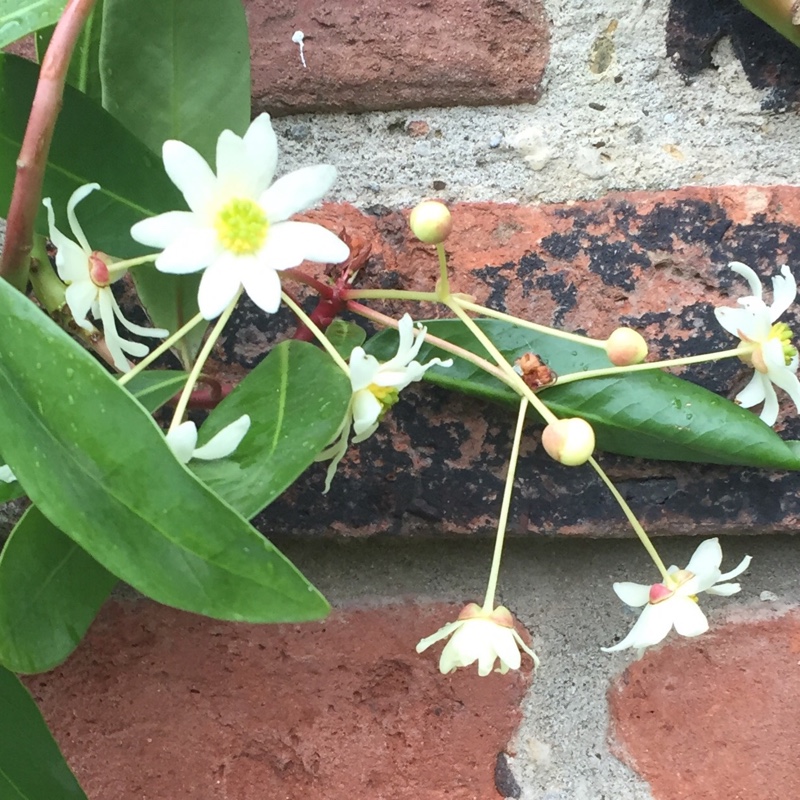 Drimys winteri in the GardenTags plant encyclopedia Winters Bark in the GardenTags plant encyclopedia