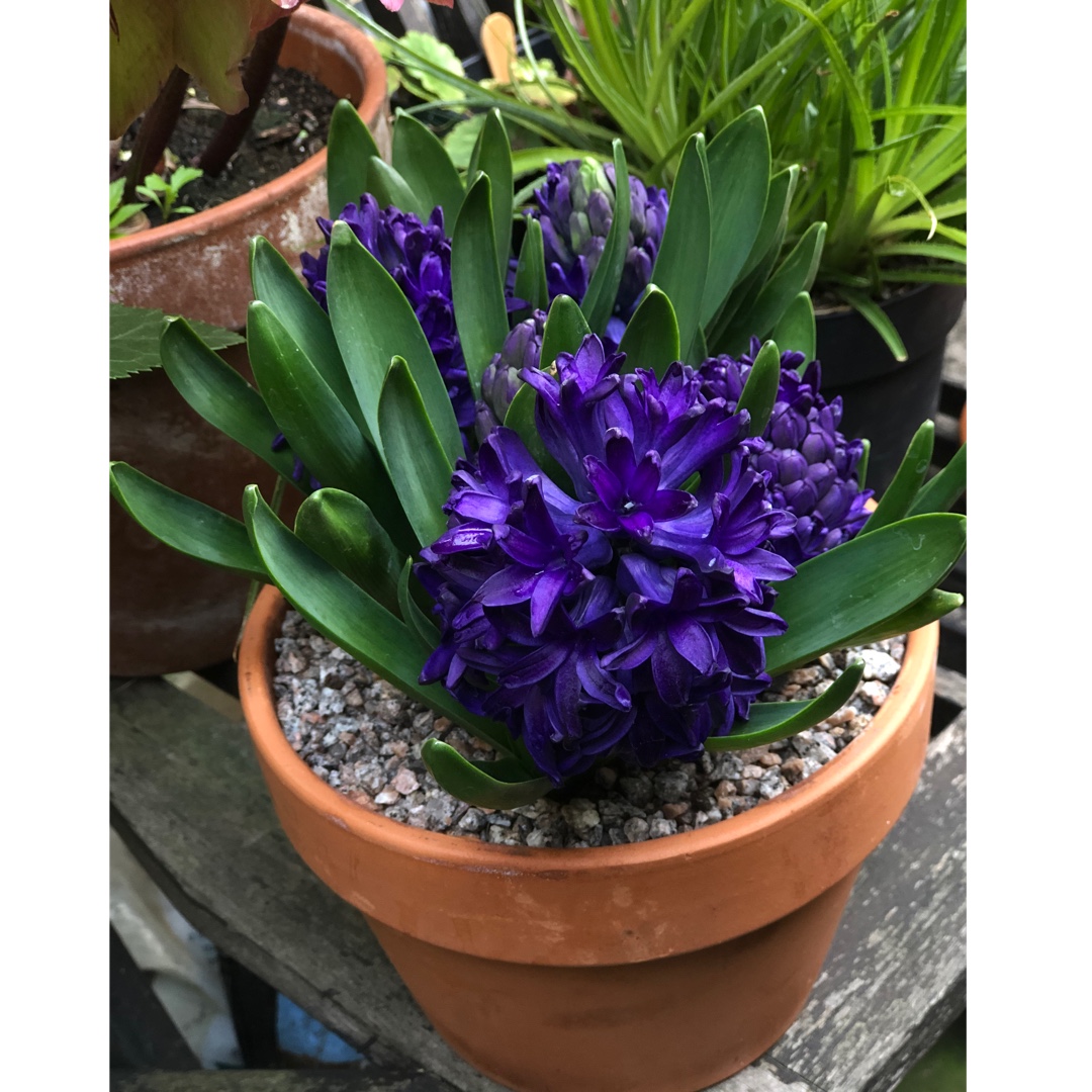 Hyacinthus orientalis Aida in the GardenTags plant encyclopedia Hyacinth Aida in the GardenTags plant encyclopedia