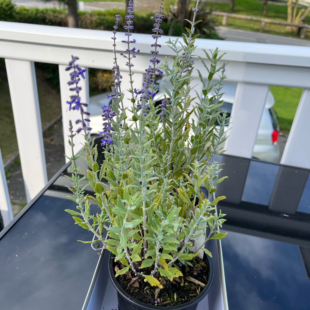 Salvia yangii Blue Steel syn. Perovskia atriplicifolia Blue Steel in the GardenTags plant encyclopedia Russian Sage Blue Steel in the GardenTags plant encyclopedia