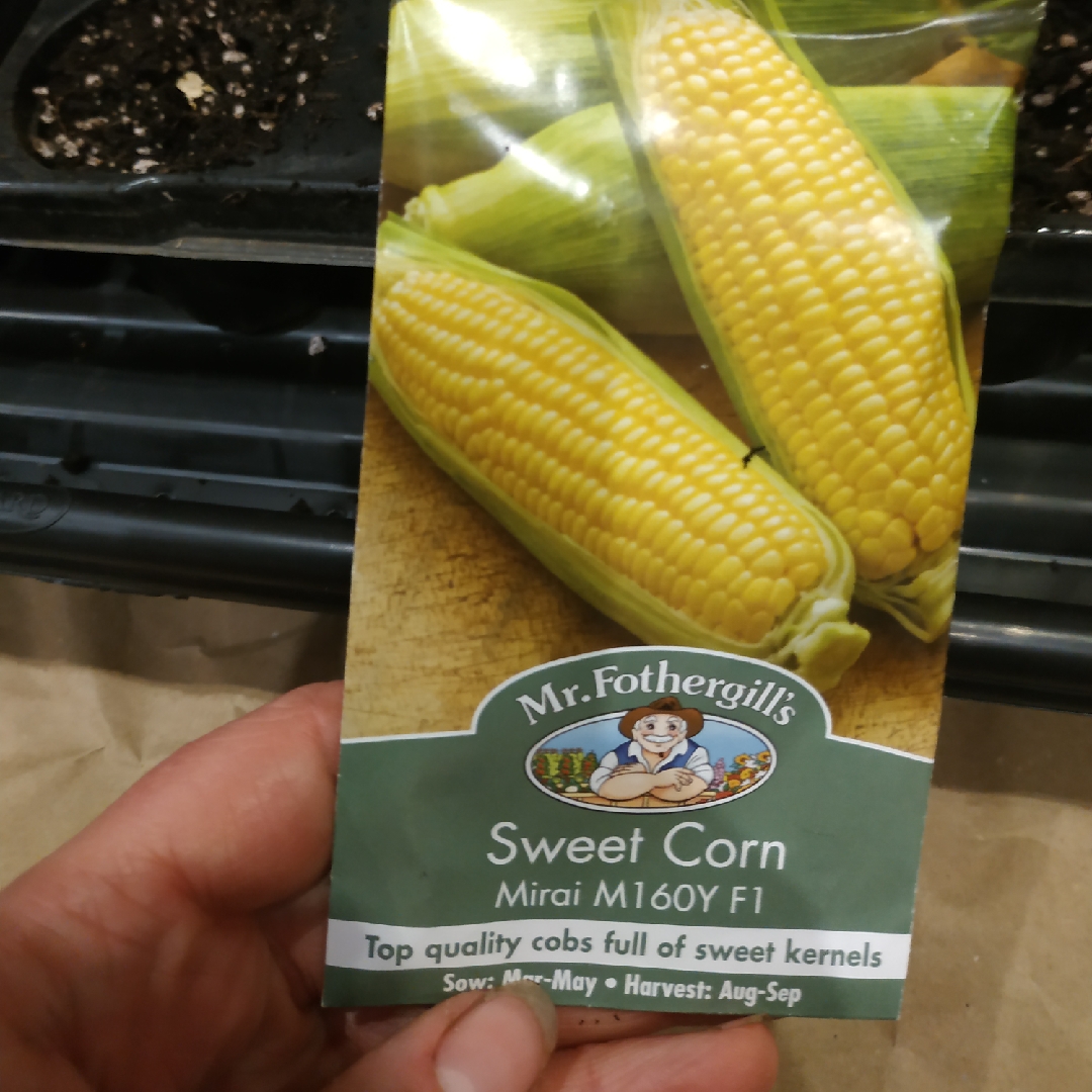Zea mays Mirai Gold syn. Zea mays Mirai 160Y in the GardenTags plant encyclopedia Sweet Corn Mirai Gold in the GardenTags plant encyclopedia