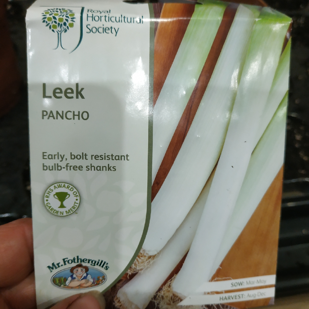 Allium porrum Pancho in the GardenTags plant encyclopedia Leek Pancho in the GardenTags plant encyclopedia