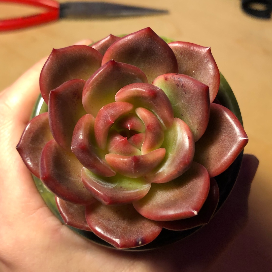 Echeveria Agavoides Shallot in the GardenTags plant encyclopedia Echeveria Agavoides Shallot in the GardenTags plant encyclopedia