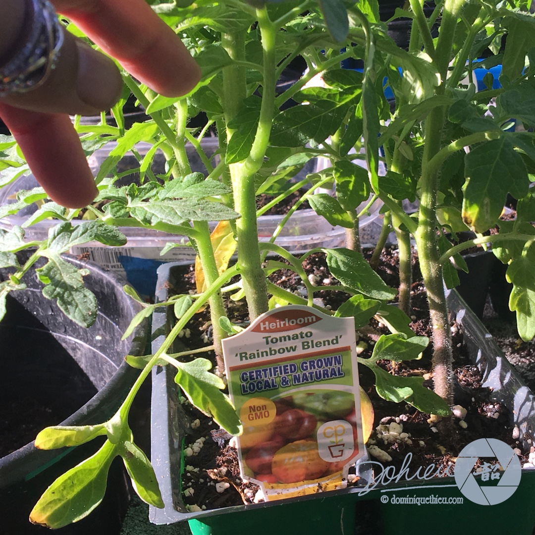 Solanum lycopersicum Rainbow Blend Mix syn. Solanum lycopersicum Rainbow Mix in the GardenTags plant encyclopedia Tomato Rainbow Blend Mix in the GardenTags plant encyclopedia