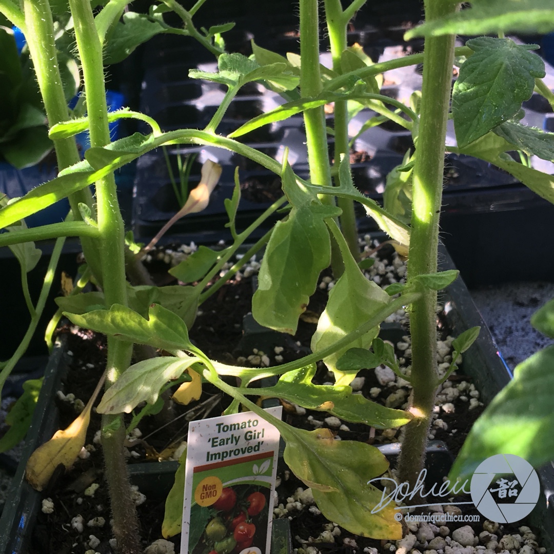 Solanum lycopersicum Early Girl Improved in the GardenTags plant encyclopedia Tomato Early Girl Improved in the GardenTags plant encyclopedia