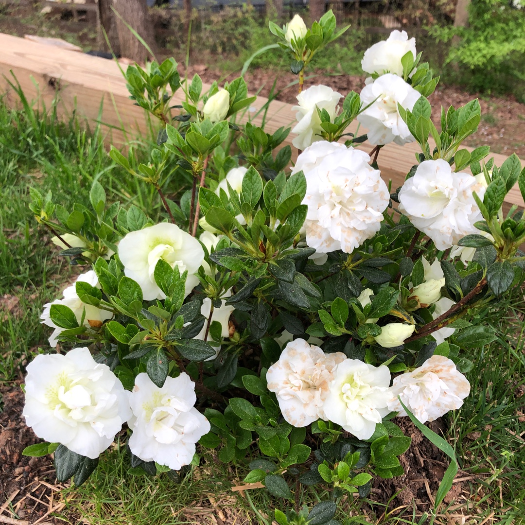 Rhododendron Hardy Gardenia syn. Rhododendron Bloom N Again Snowball, Rhododendron Snowball in the GardenTags plant encyclopedia Azalea Bloom N Again Snowball in the GardenTags plant encyclopedia