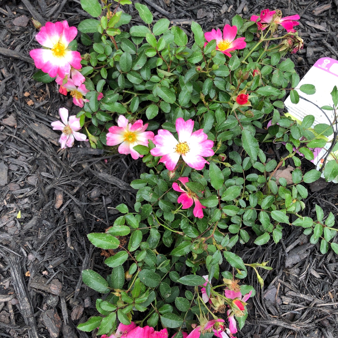 Rosa Meijocos syn. Rosa Pink Drift, Rosa Pink Compact Meidiland in the GardenTags plant encyclopedia Rose Pink Drift (Ground Cover) in the GardenTags plant encyclopedia