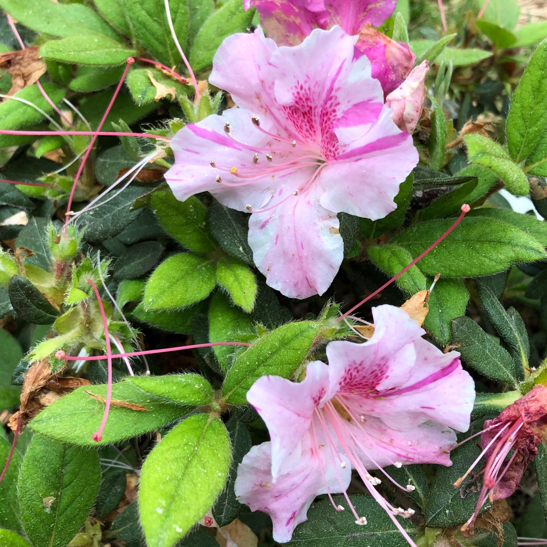 Azalea Encore Autumn Twist in the GardenTags plant encyclopedia