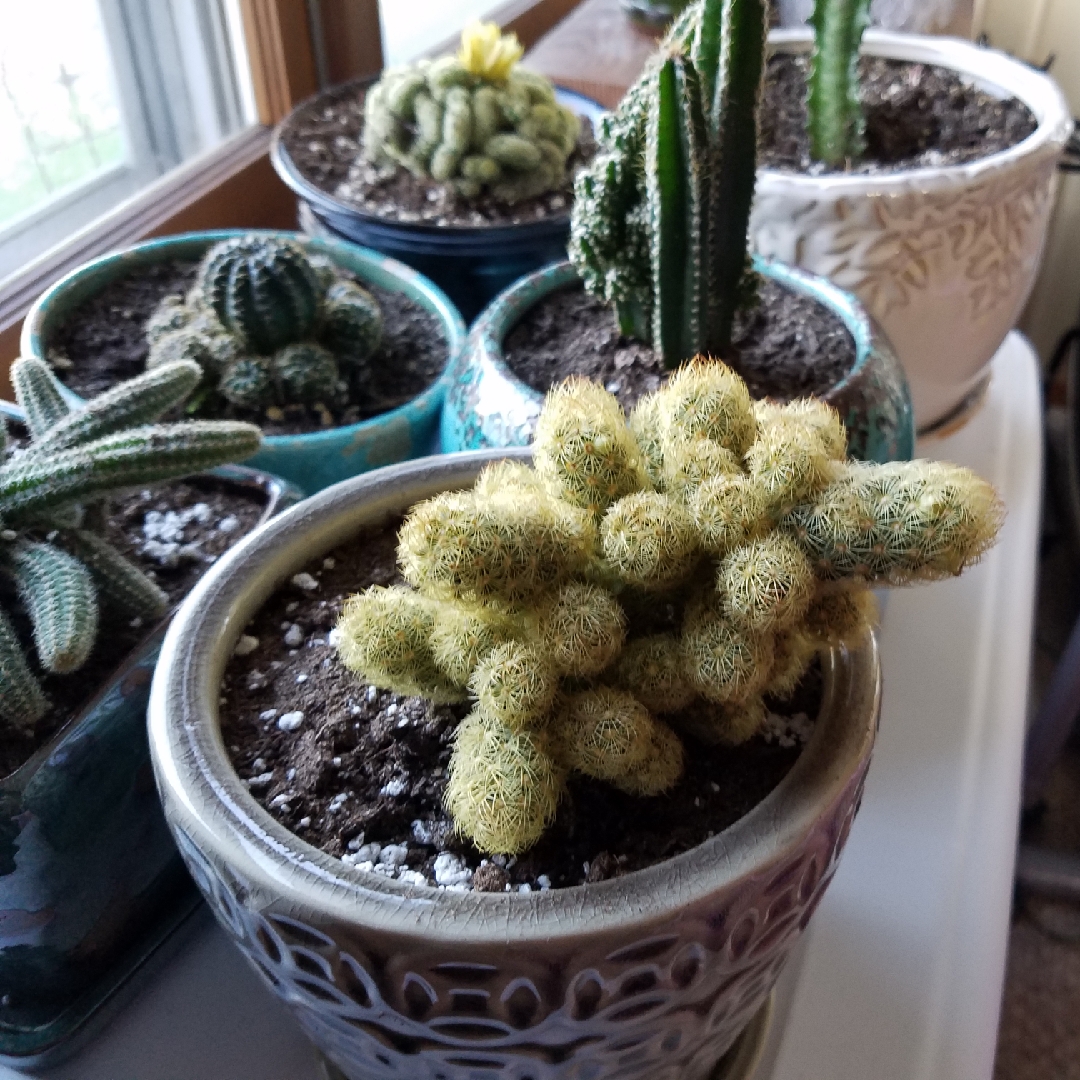 Mammillaria elongata in the GardenTags plant encyclopedia Lady Finger Cactus -Yellow/ Lemon in the GardenTags plant encyclopedia