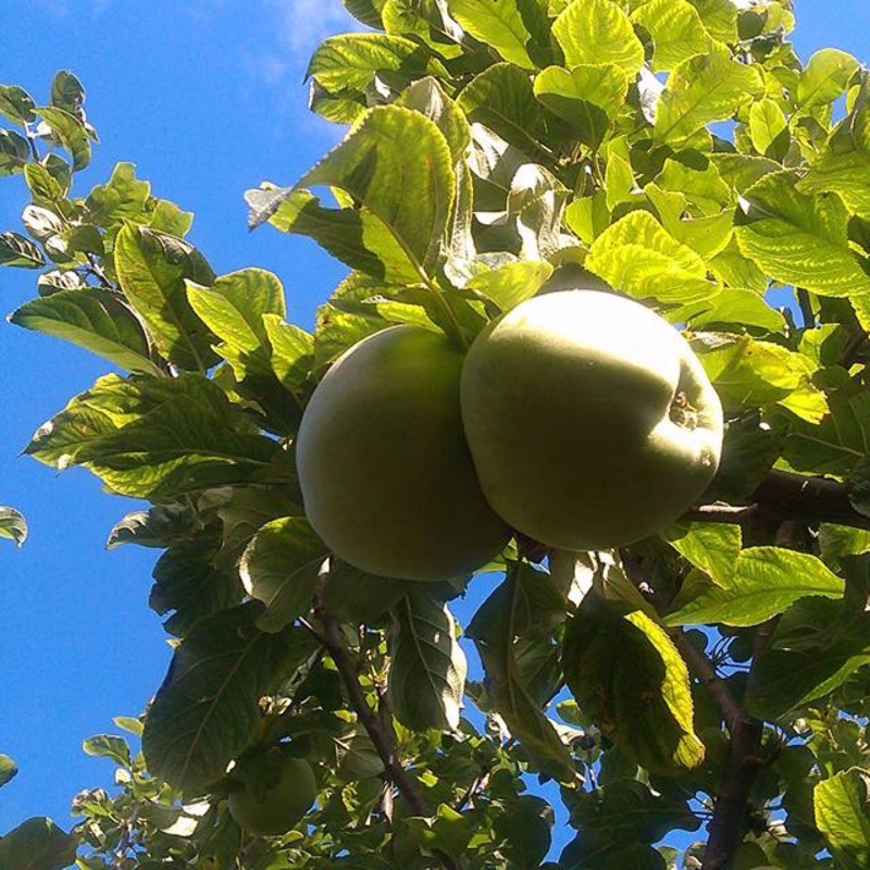 Malus domestica Howgate Wonder in the GardenTags plant encyclopedia Apple Howgate Wonder in the GardenTags plant encyclopedia