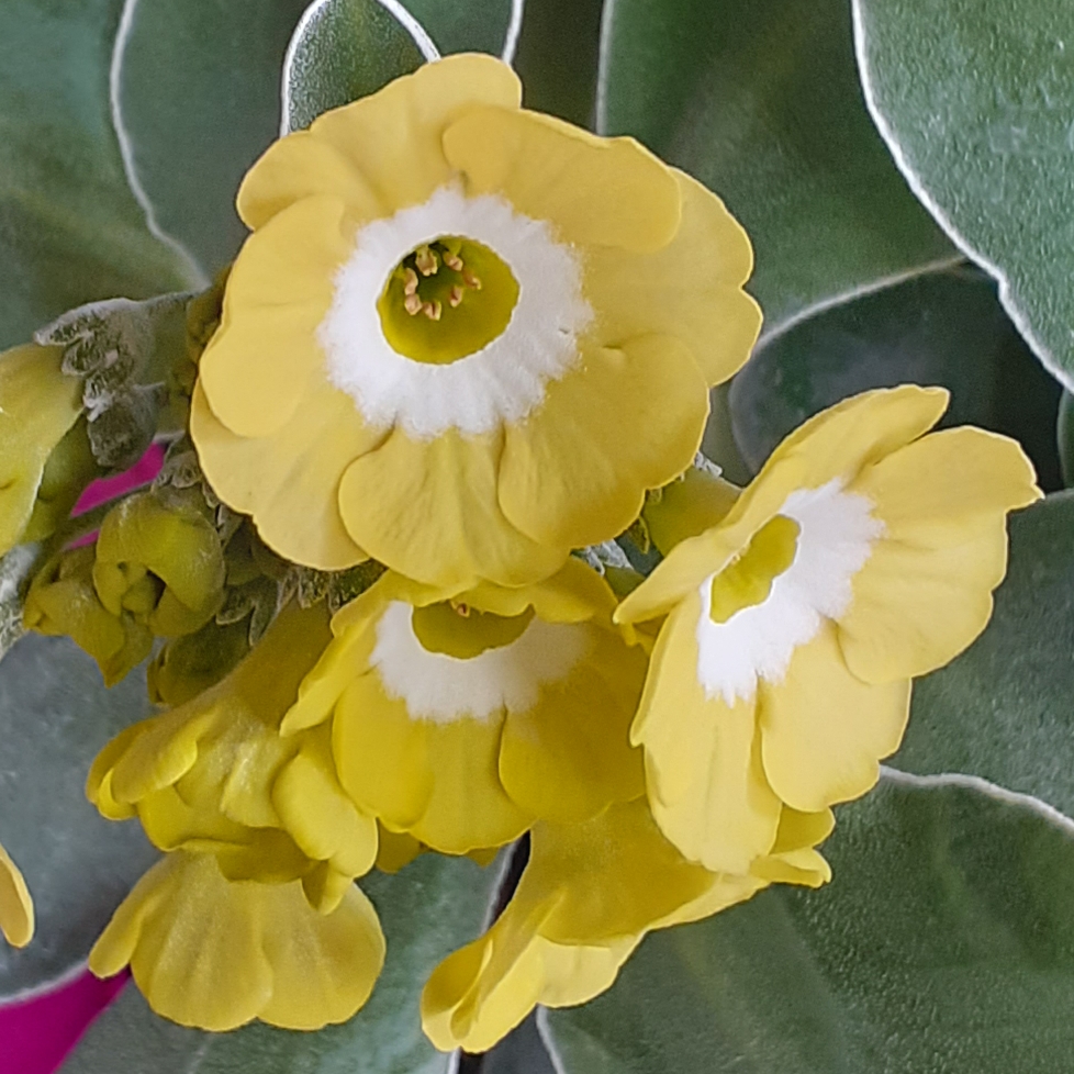 Primula auricula Lucy Locket in the GardenTags plant encyclopedia Auricula Lucy Locket in the GardenTags plant encyclopedia