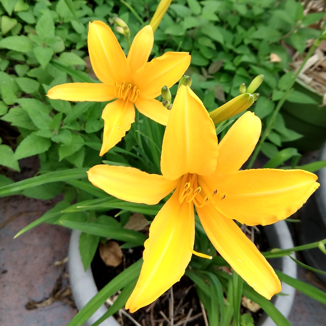 Hemerocallis Aztec Gold in the GardenTags plant encyclopedia Daylily Aztec Gold in the GardenTags plant encyclopedia