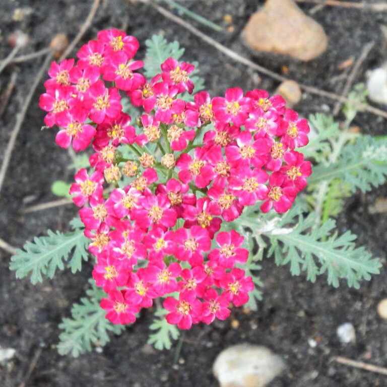Achillea millefolium Lilac Beauty in the GardenTags plant encyclopedia Yarrow Lilac Beauty in the GardenTags plant encyclopedia