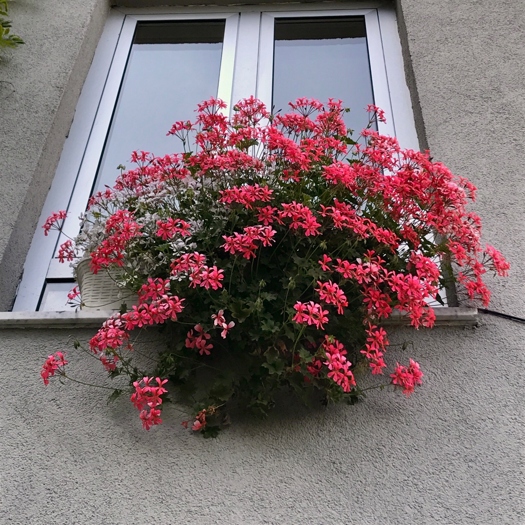 Pelargonium Ville de Paris Rosa (Ville de Paris Series) in the GardenTags plant encyclopedia Pelargonium Ville de Paris Rosa (Ivy Leaved) in the GardenTags plant encyclopedia