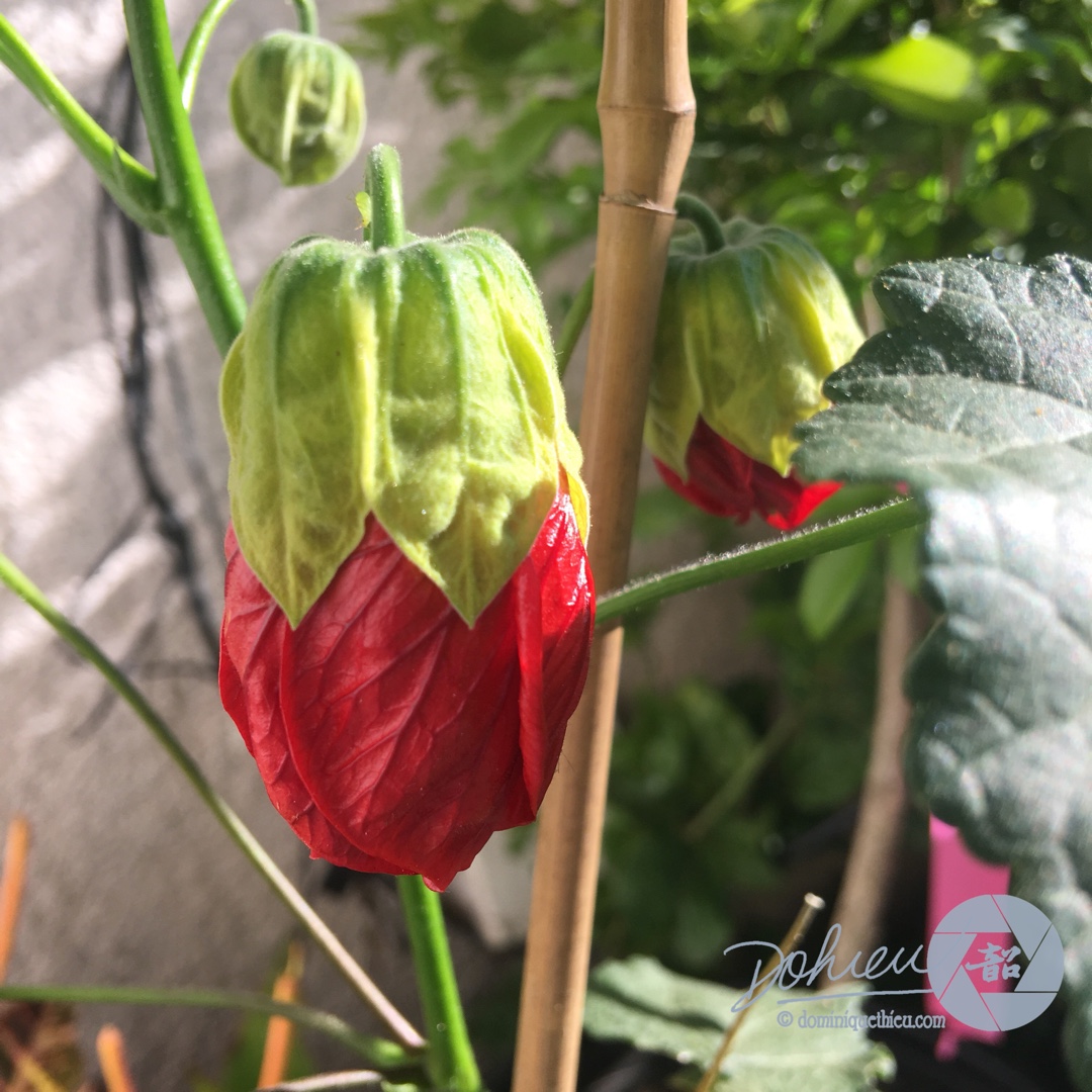 Abutilon Green-Eyed Lady in the GardenTags plant encyclopedia Flowering Maple Green-Eyed Lady in the GardenTags plant encyclopedia