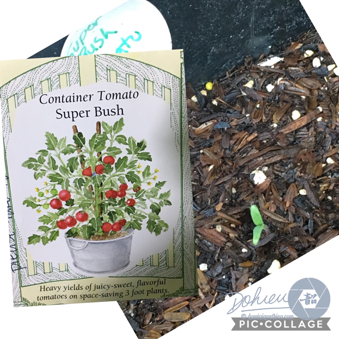 Solanum lycopersicum Super Bush in the GardenTags plant encyclopedia Tomato Super Bush in the GardenTags plant encyclopedia