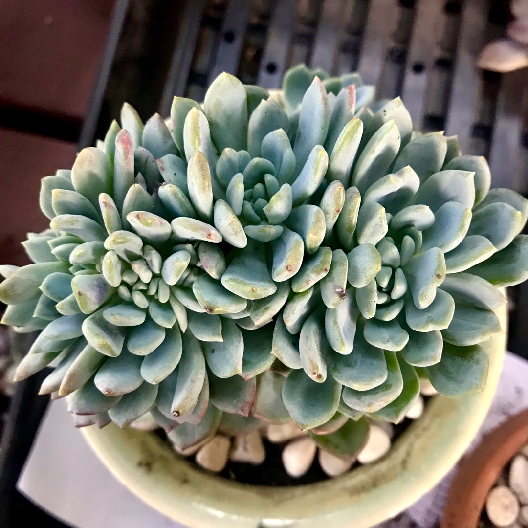 x Pachyveria Scheideckeri Cristata in the GardenTags plant encyclopedia Pachyveria Scheideckeri Crested Form in the GardenTags plant encyclopedia