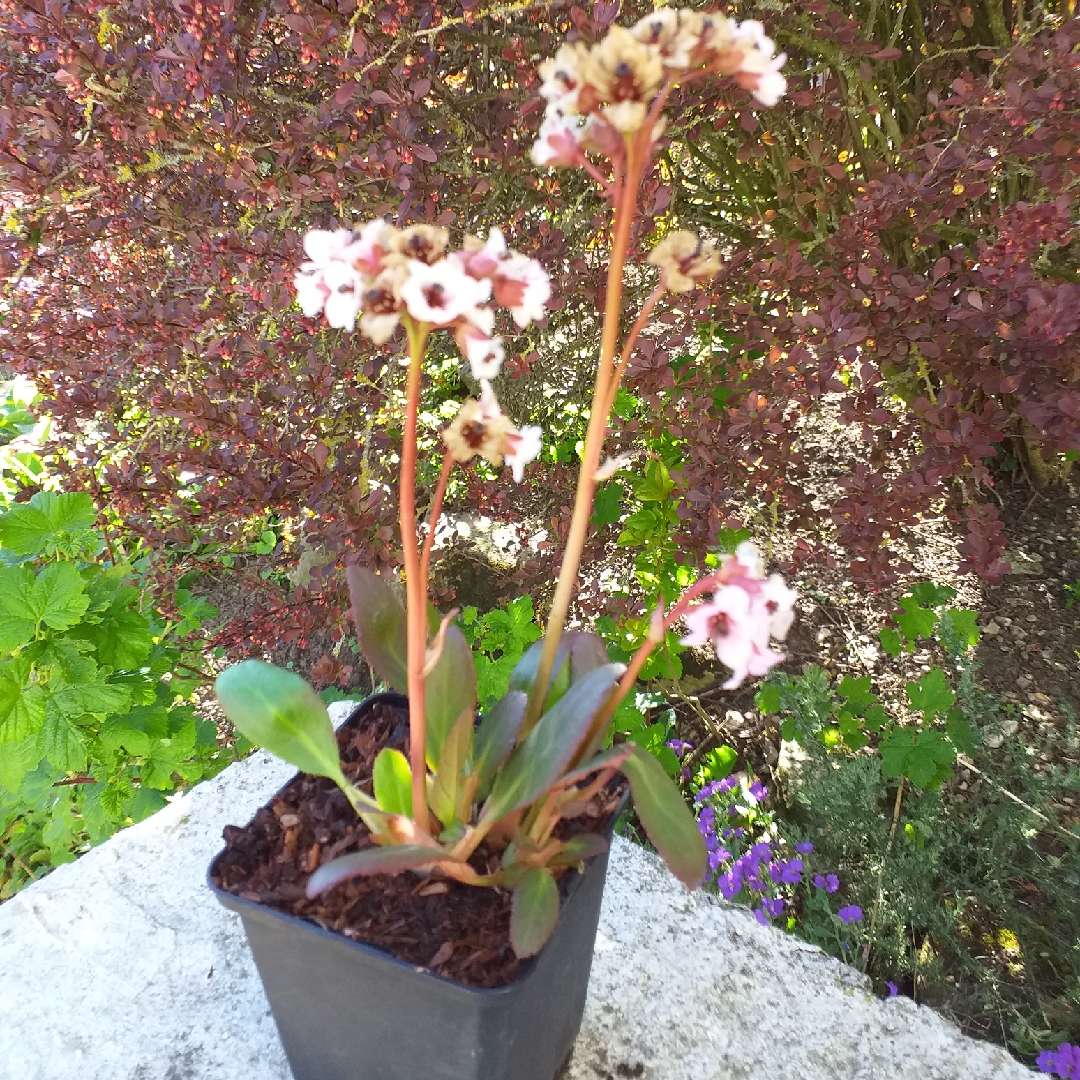 Bergenia Angel Kiss (Dragonfly Series) in the GardenTags plant encyclopedia Elephants Ears Angel Kiss in the GardenTags plant encyclopedia