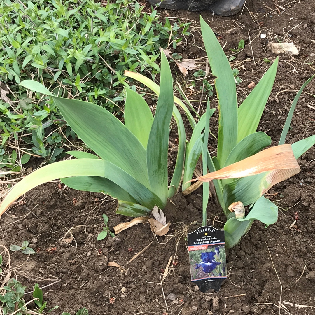 Iris x germanica Speeding Again in the GardenTags plant encyclopedia Bearded Iris Speeding Again (Tall) in the GardenTags plant encyclopedia
