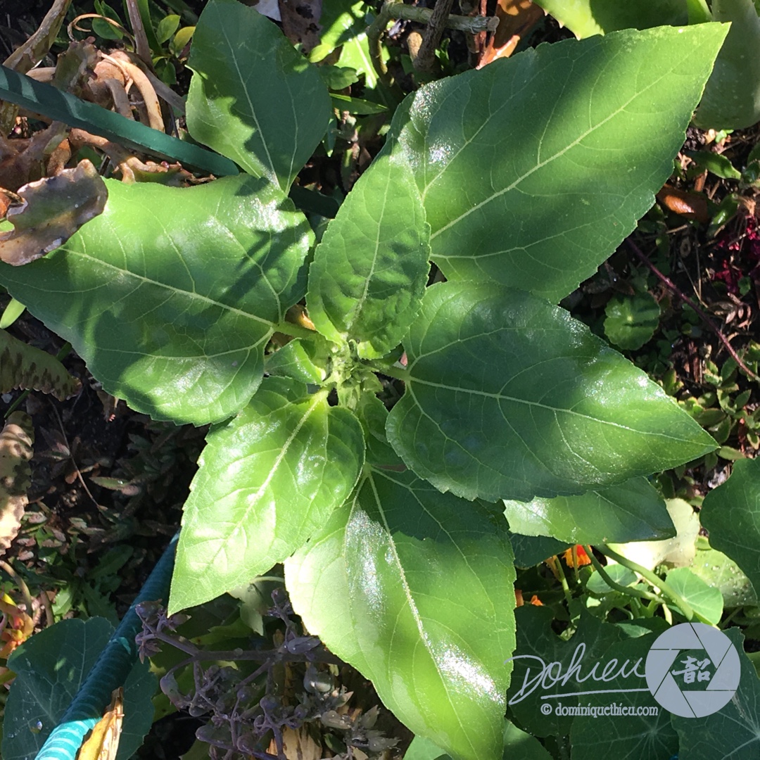 Helianthus annuus Black Oil in the GardenTags plant encyclopedia Sunflower Black Oil in the GardenTags plant encyclopedia