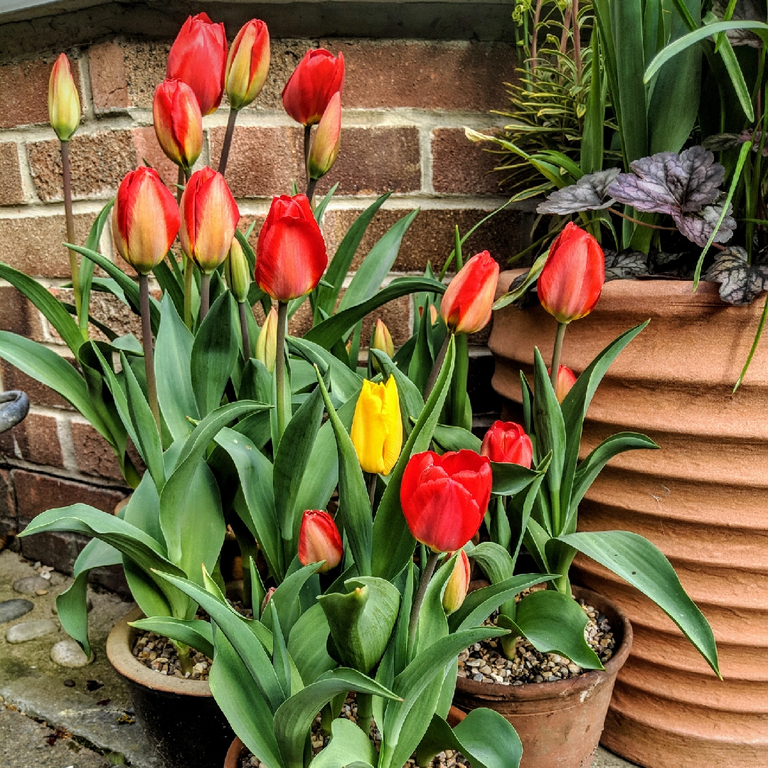 Tulipa Hollandia in the GardenTags plant encyclopedia Tulip Hollandia (Triumph) in the GardenTags plant encyclopedia