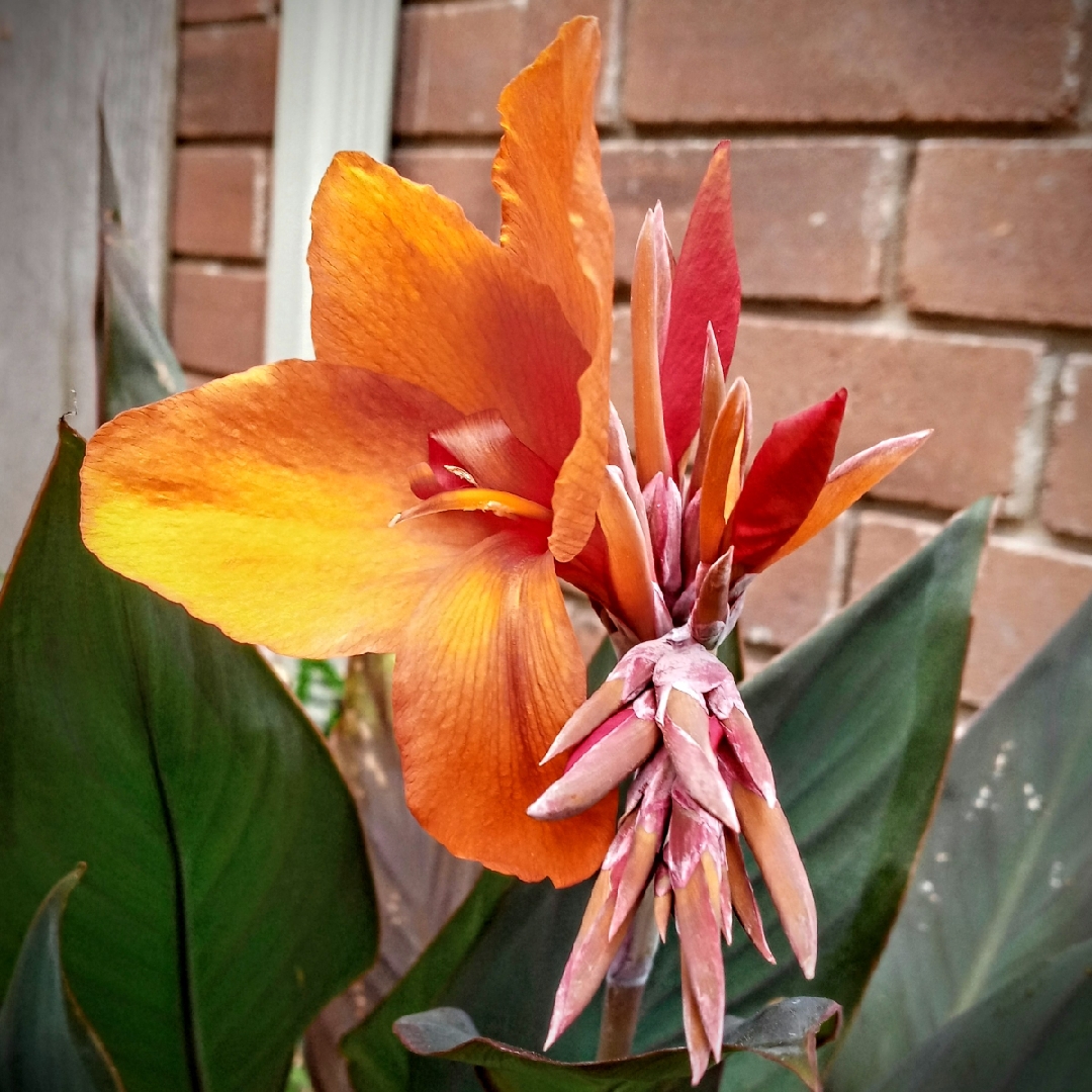 Canna Cannova Bronze Orange (Cannova Series) in the GardenTags plant encyclopedia Canna Cannova Bronze Orange in the GardenTags plant encyclopedia