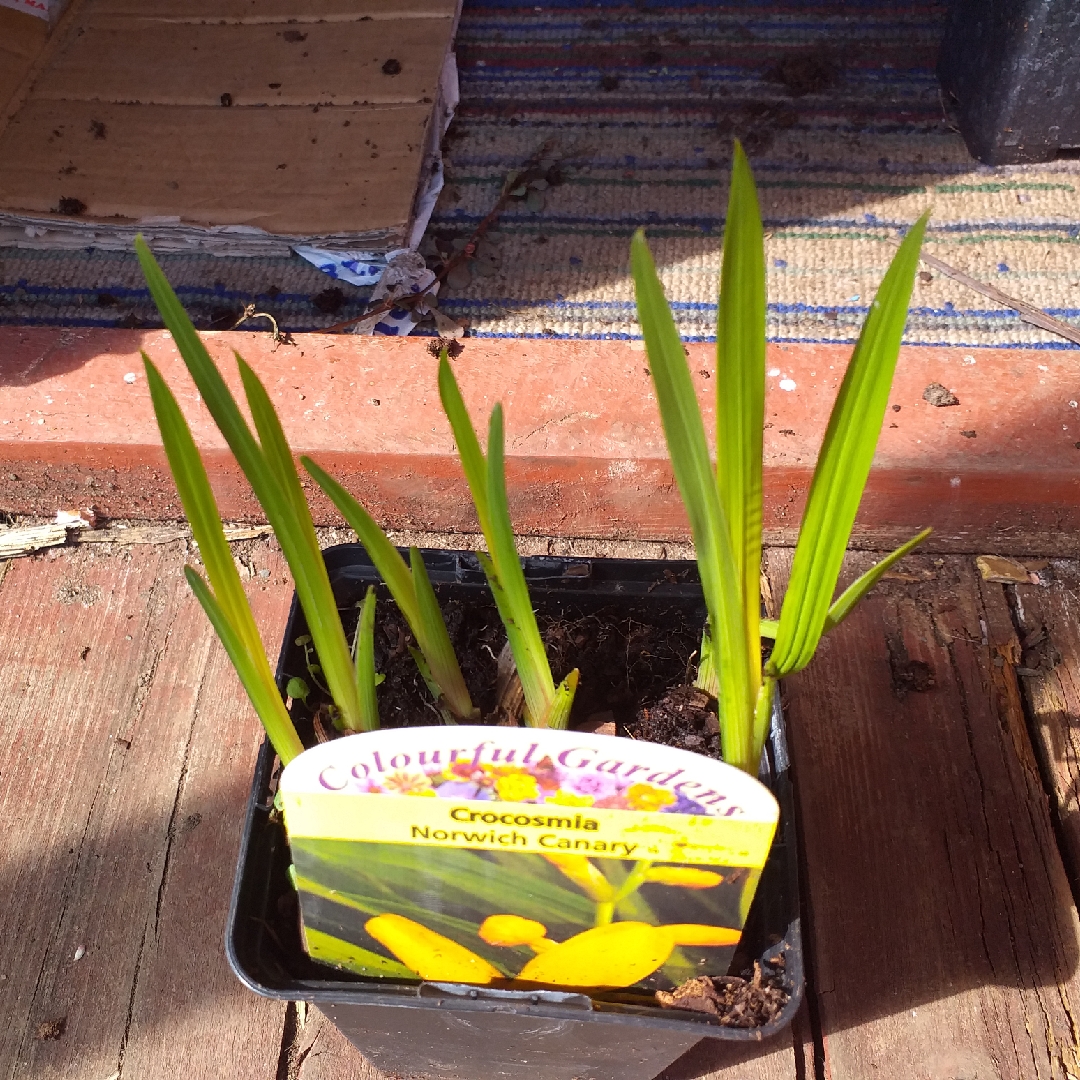 Crocosmia x crocosmiiflora Norwich Canary in the GardenTags plant encyclopedia Montbretia Norwich Canary in the GardenTags plant encyclopedia