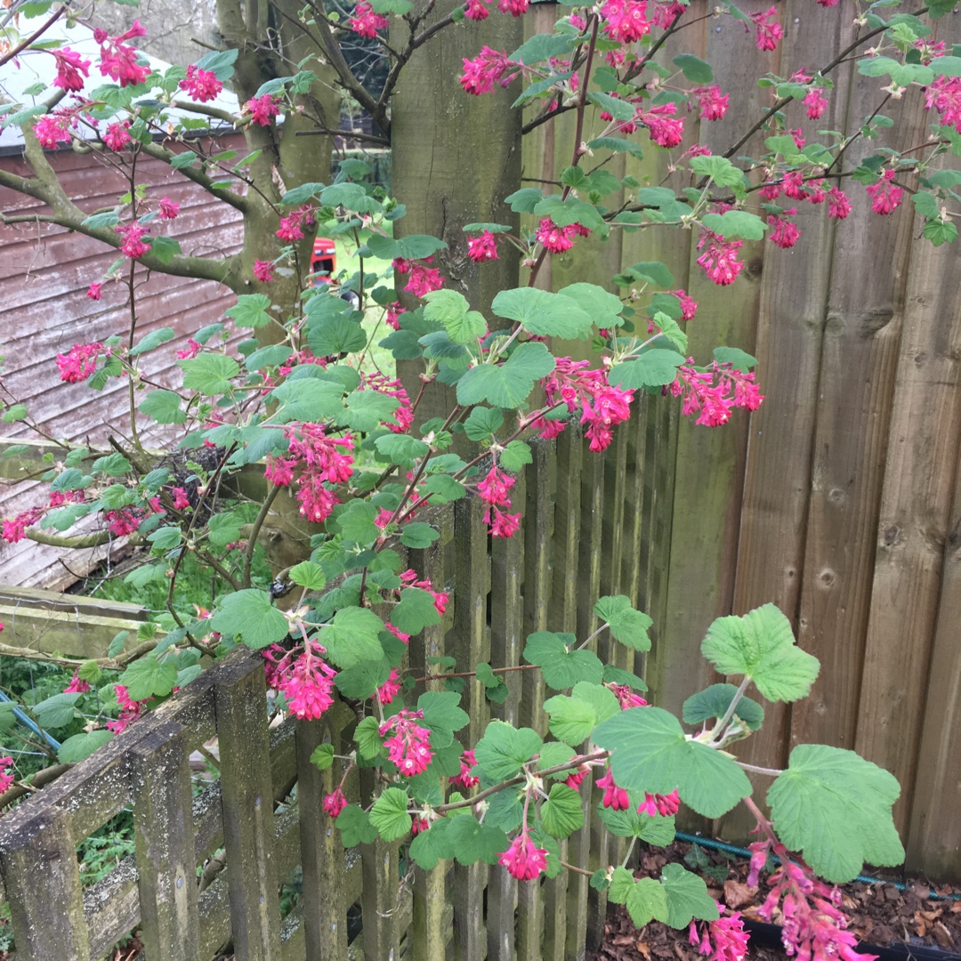 Ribes sanguineum Brocklebankii in the GardenTags plant encyclopedia Flowering Currant Brocklebankii in the GardenTags plant encyclopedia