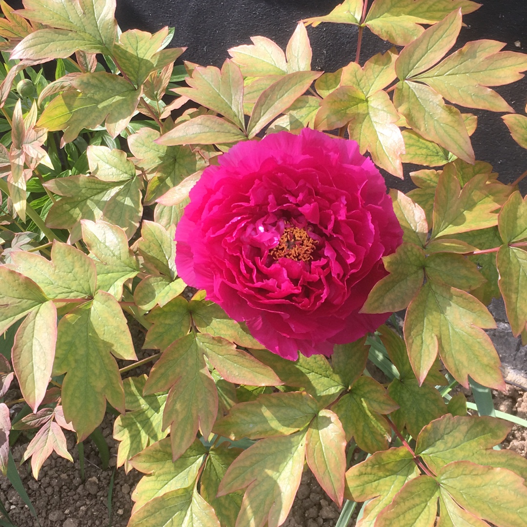 Tree Peony Er Qiao in the GardenTags plant encyclopedia