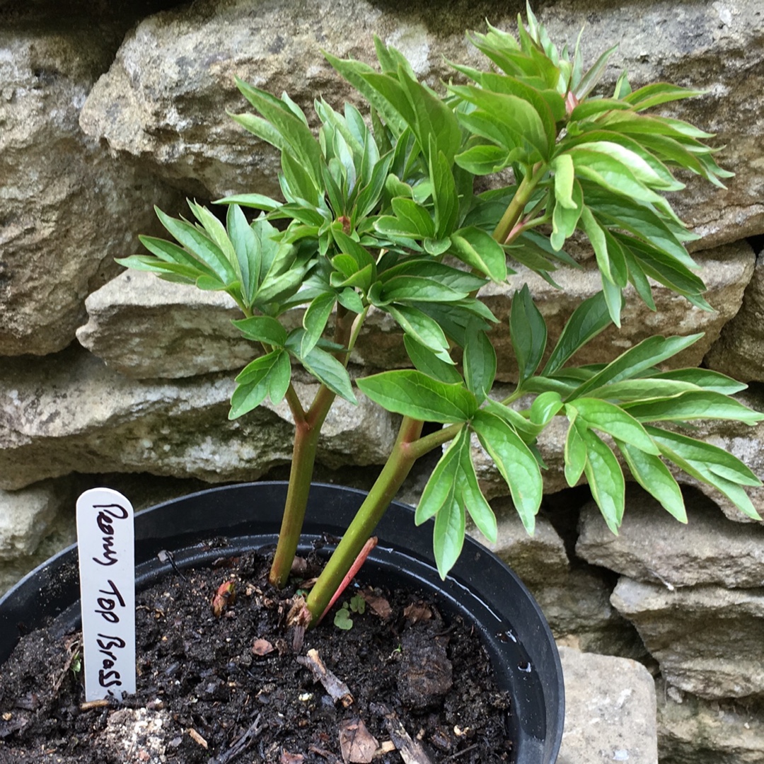 Paeonia lactiflora Top Brass in the GardenTags plant encyclopedia Peony Top Brass (Herbaceous) in the GardenTags plant encyclopedia