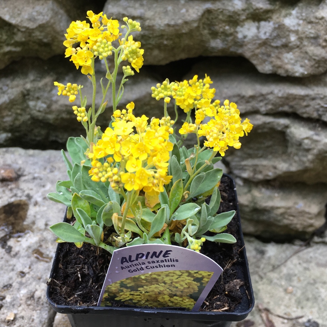 Aurinia saxatilis Gold Cushion in the GardenTags plant encyclopedia Basket Of Gold Gold Cushion in the GardenTags plant encyclopedia